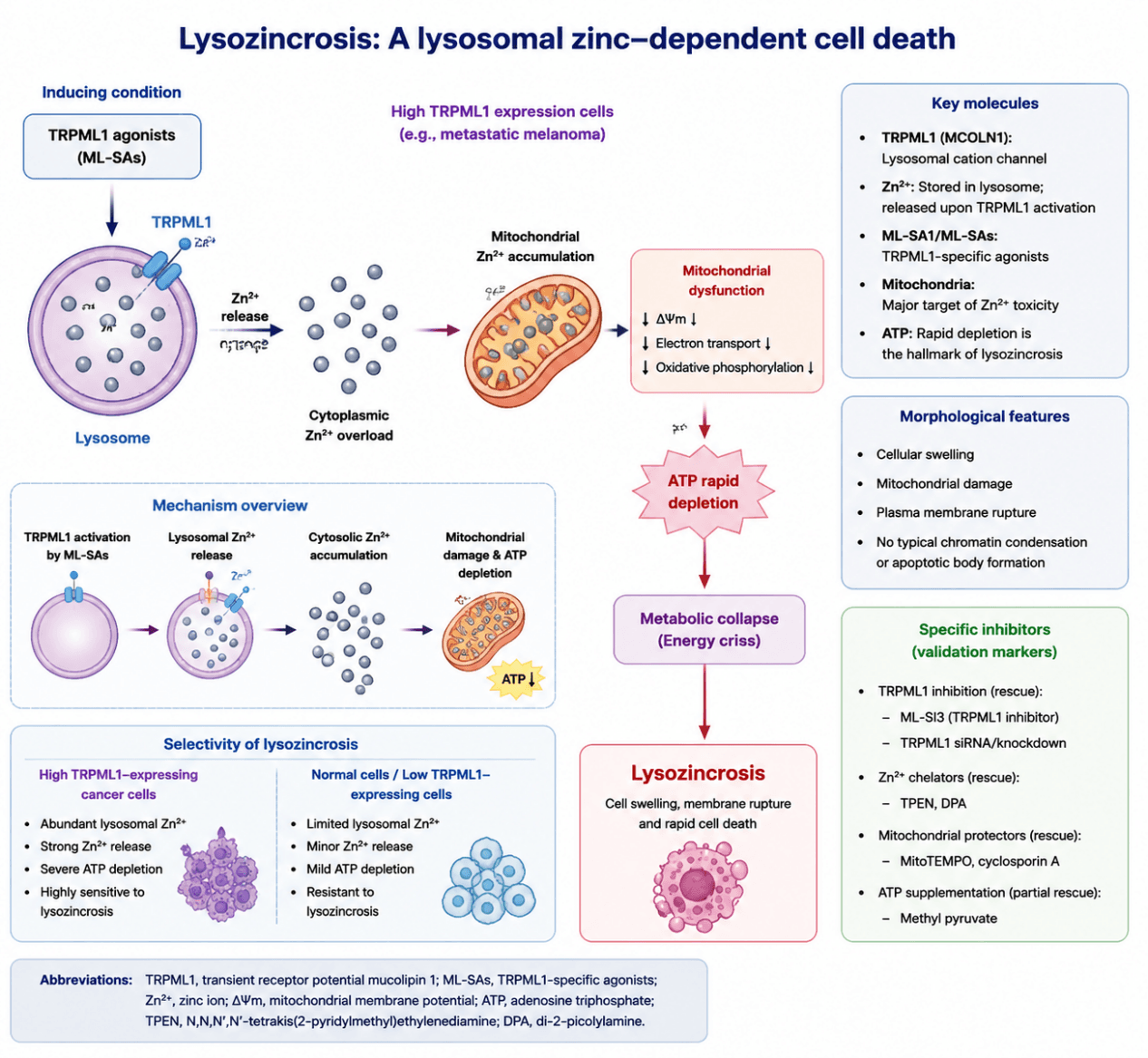 Lysozincrosis Mechanism Diagram