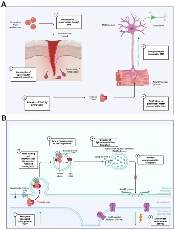 Large Intesting Tissue Clostridium novyi | Application Topics | Ucallmlabs