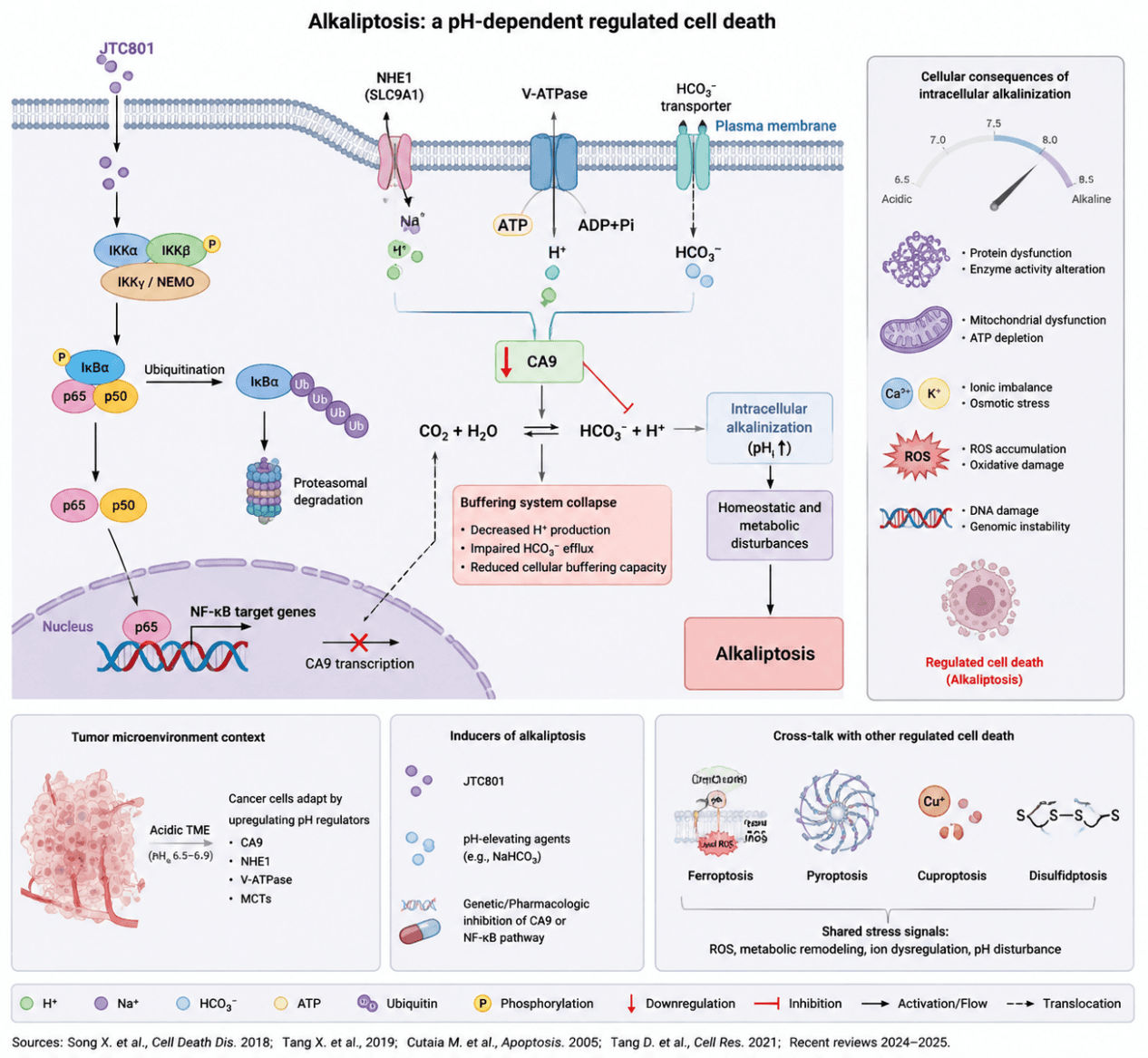 Alkaliptosis Model Diagram