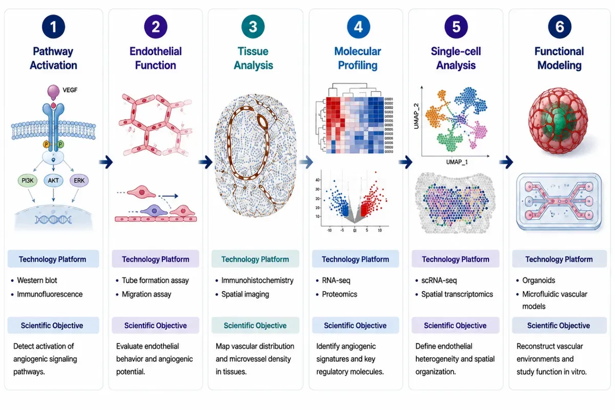 Angiogenesis Signaling Research Solutions-compe.webp