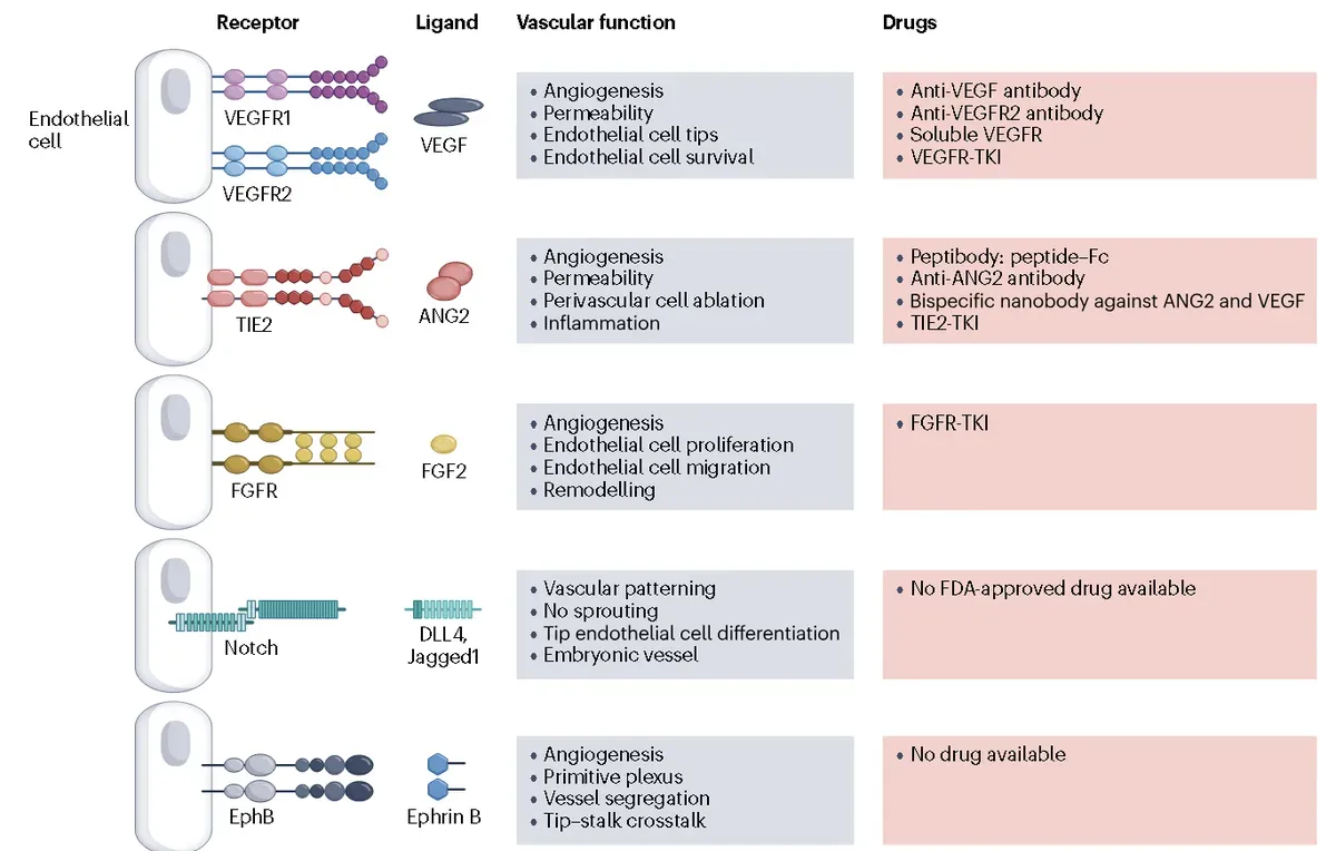 Angiogenesis Signaling Research Solutions-path.webp