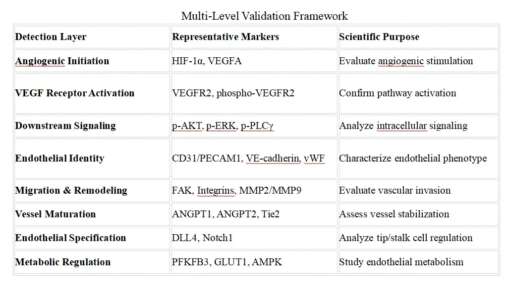 Angiogenesis Signaling Research Solutions-reco1.webp
