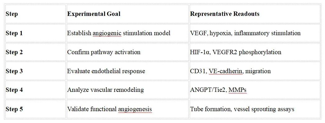 Angiogenesis Signaling Research Solutions-reco2.webp