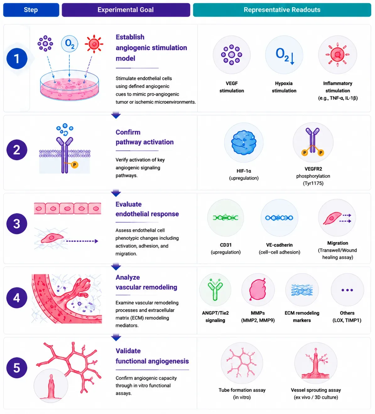 Angiogenesis Signaling Research Solutions-reco3.webp