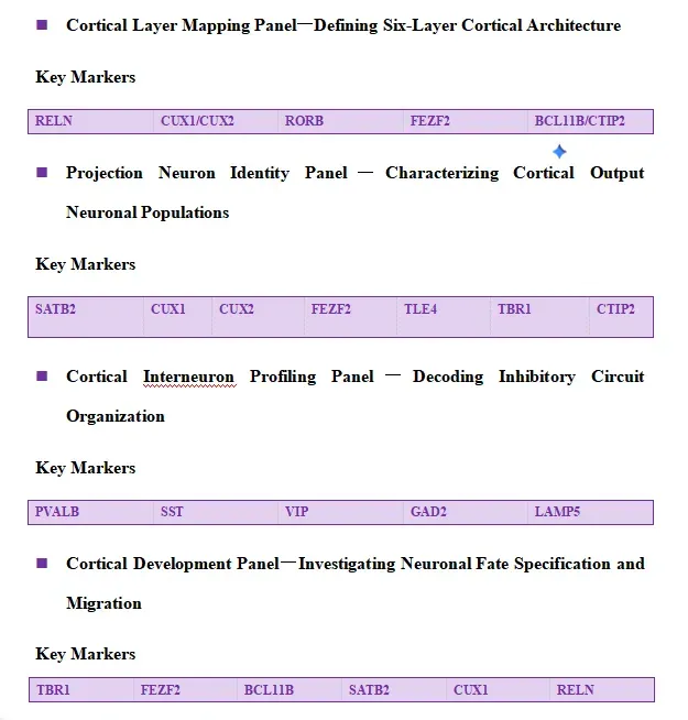 Antibody Solutions for Cortical Layers Marker Research4.webp
