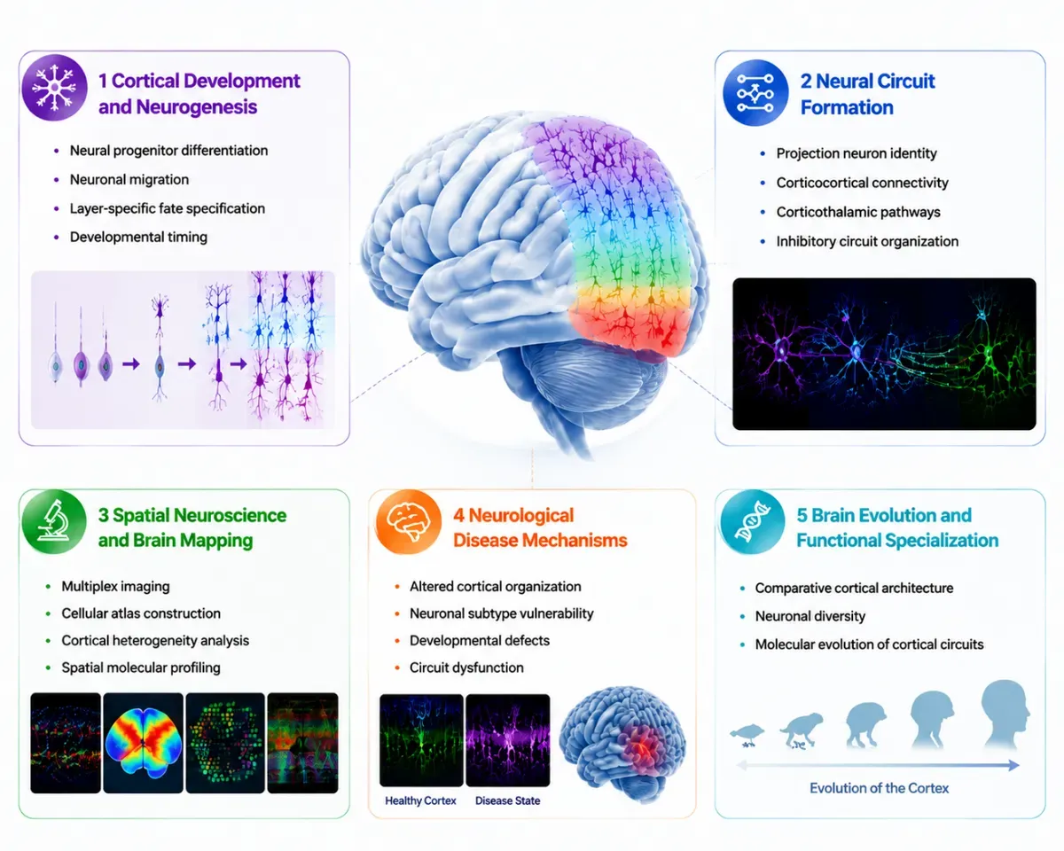 Antibody Solutions for Cortical Layers Marker Research6.webp