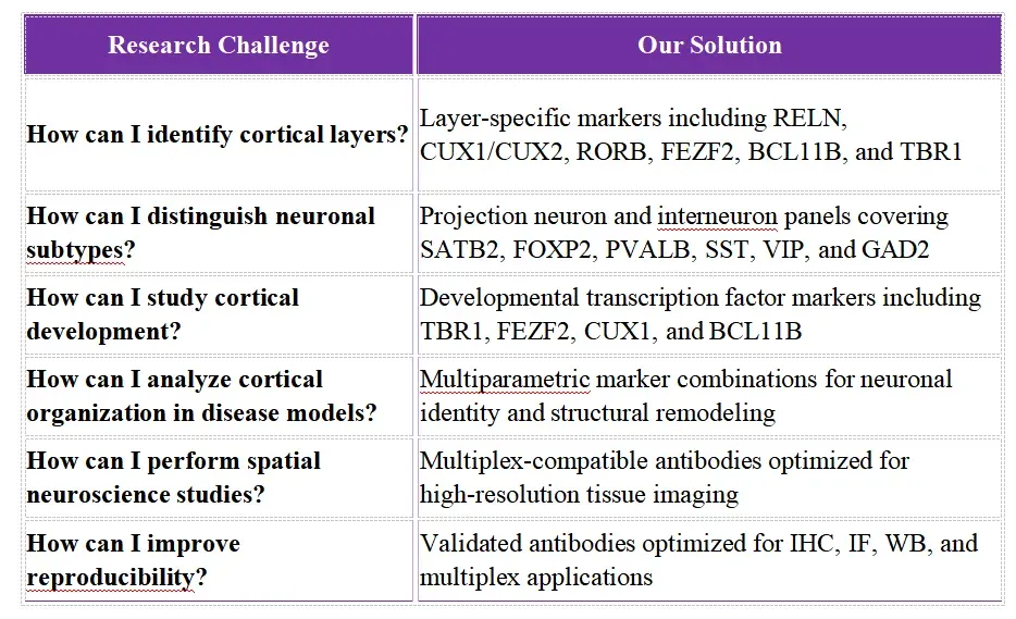 Antibody Solutions for Cortical Layers Marker Research7.webp