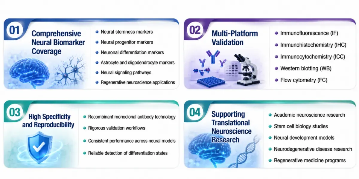 Antibody Solutions for Cortical Layers Marker Research8.webp