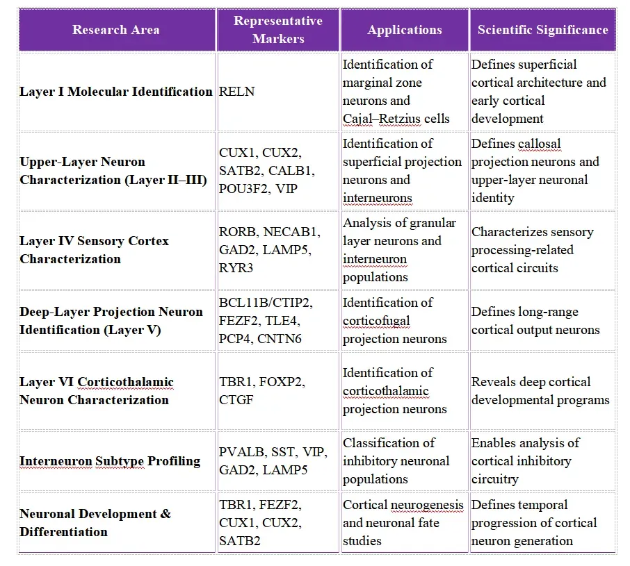 Antibody Solutions for Cortical Layers Marker Research 2.webp
