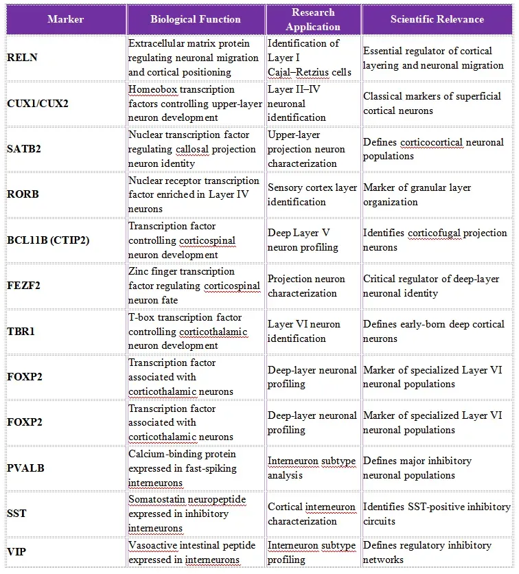 Antibody Solutions for Cortical Layers Marker Research 3.webp