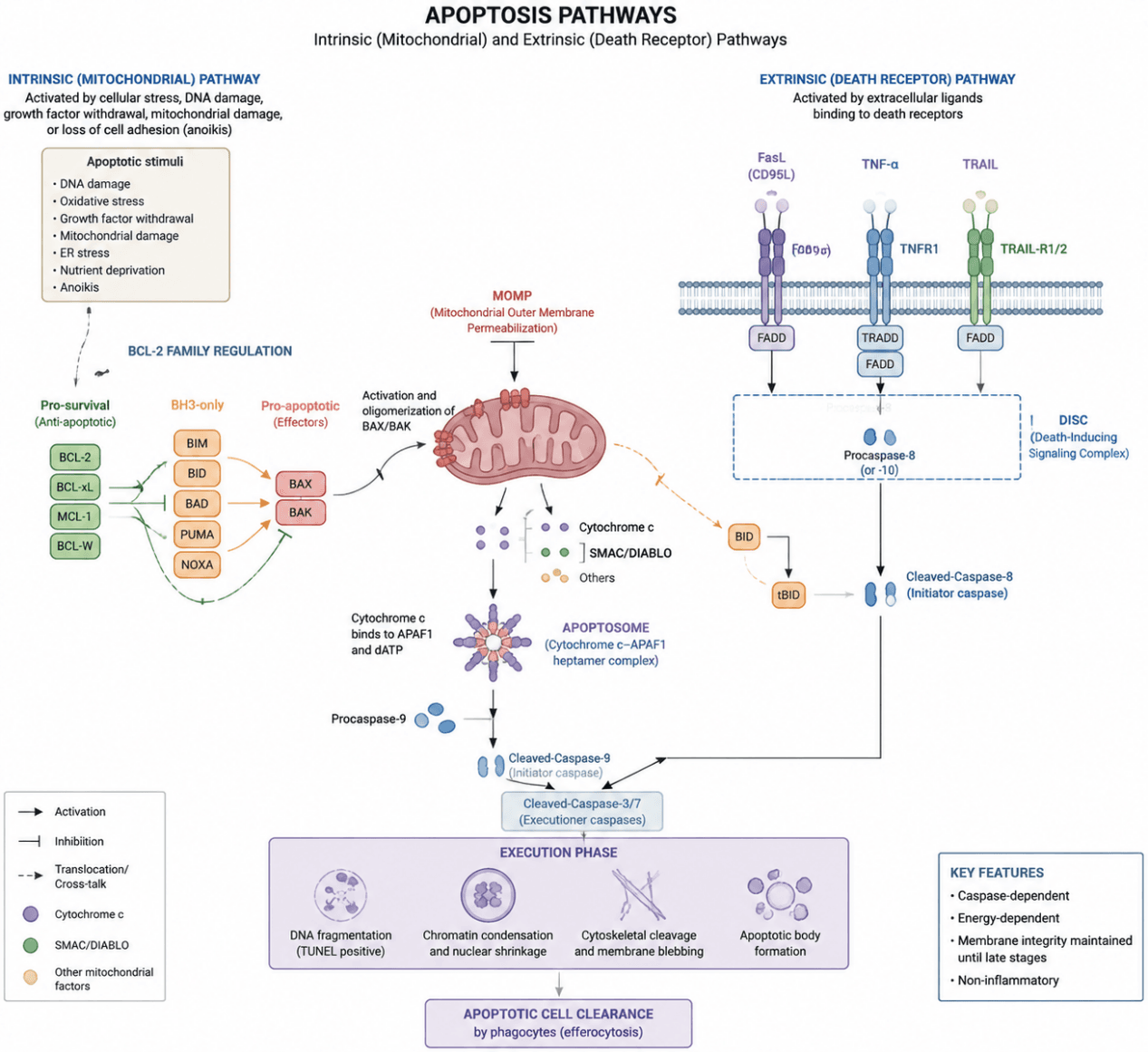 Apoptosis pathway schematic