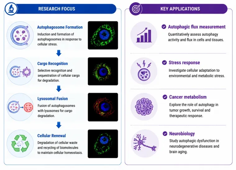 Lysosomes research focus and key applications