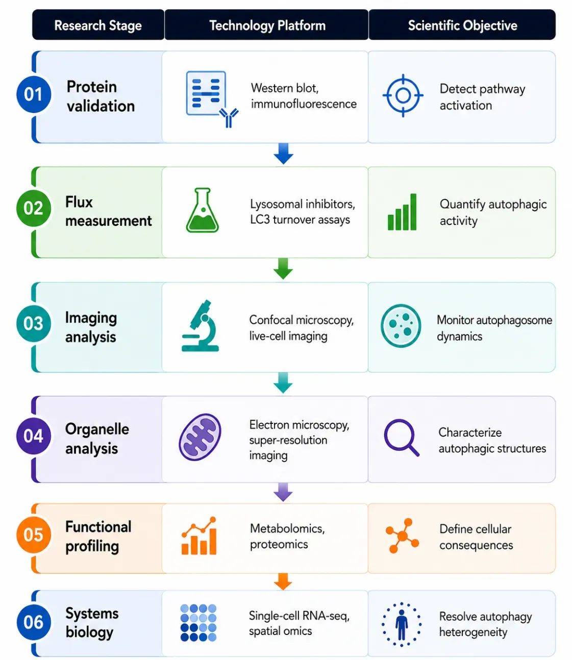 Autophagy Signaling Research Solutions-compe.webp