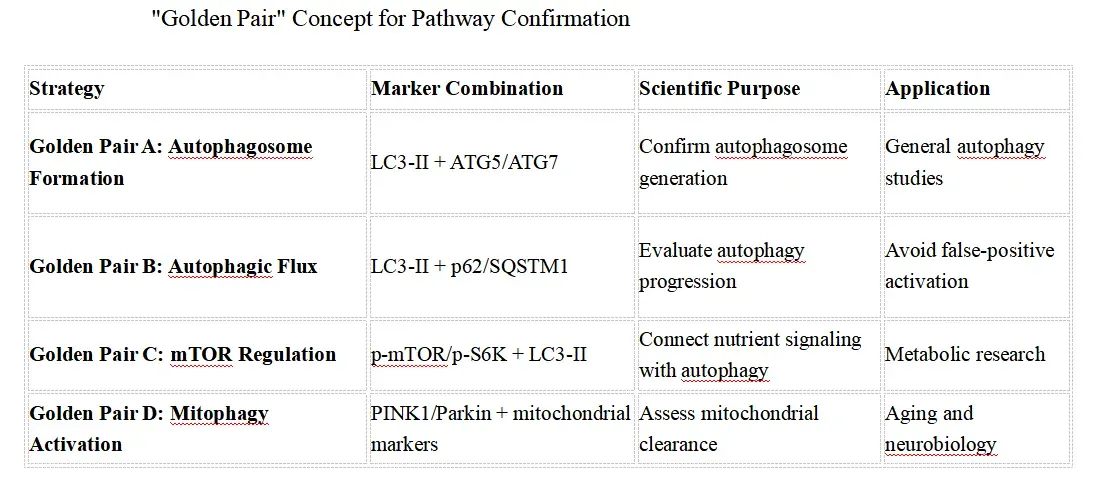 Autophagy Signaling Research Solutions-core2.webp