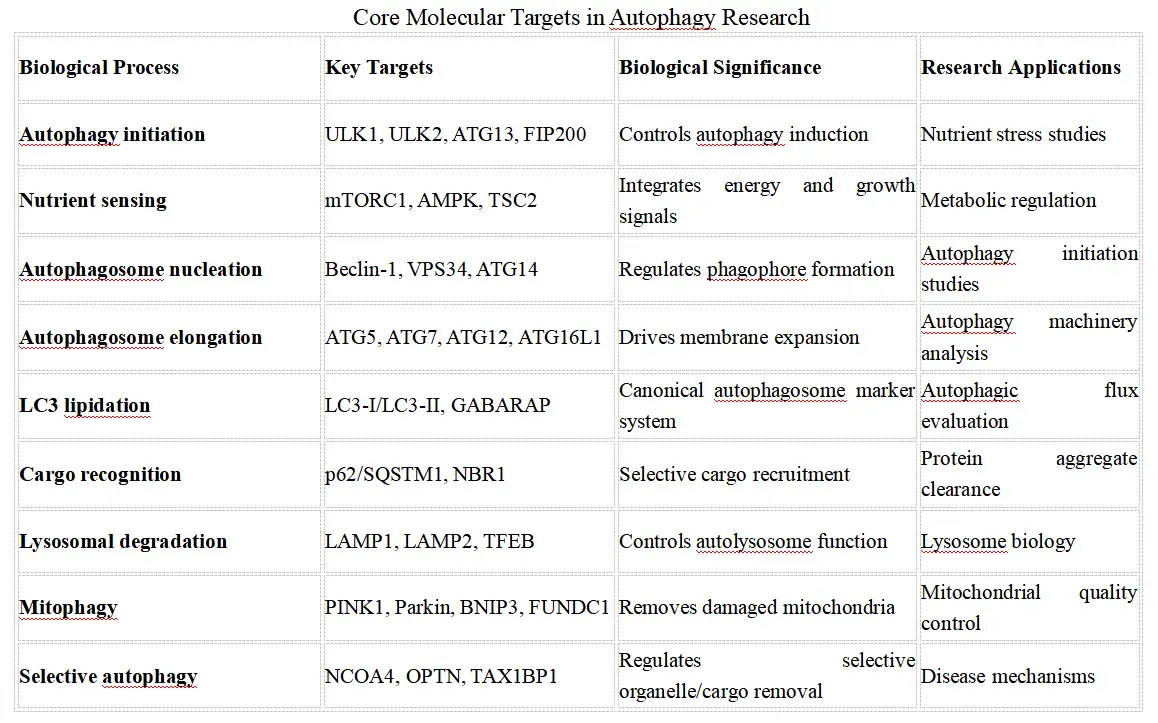 Autophagy Signaling Research Solutions-key.webp