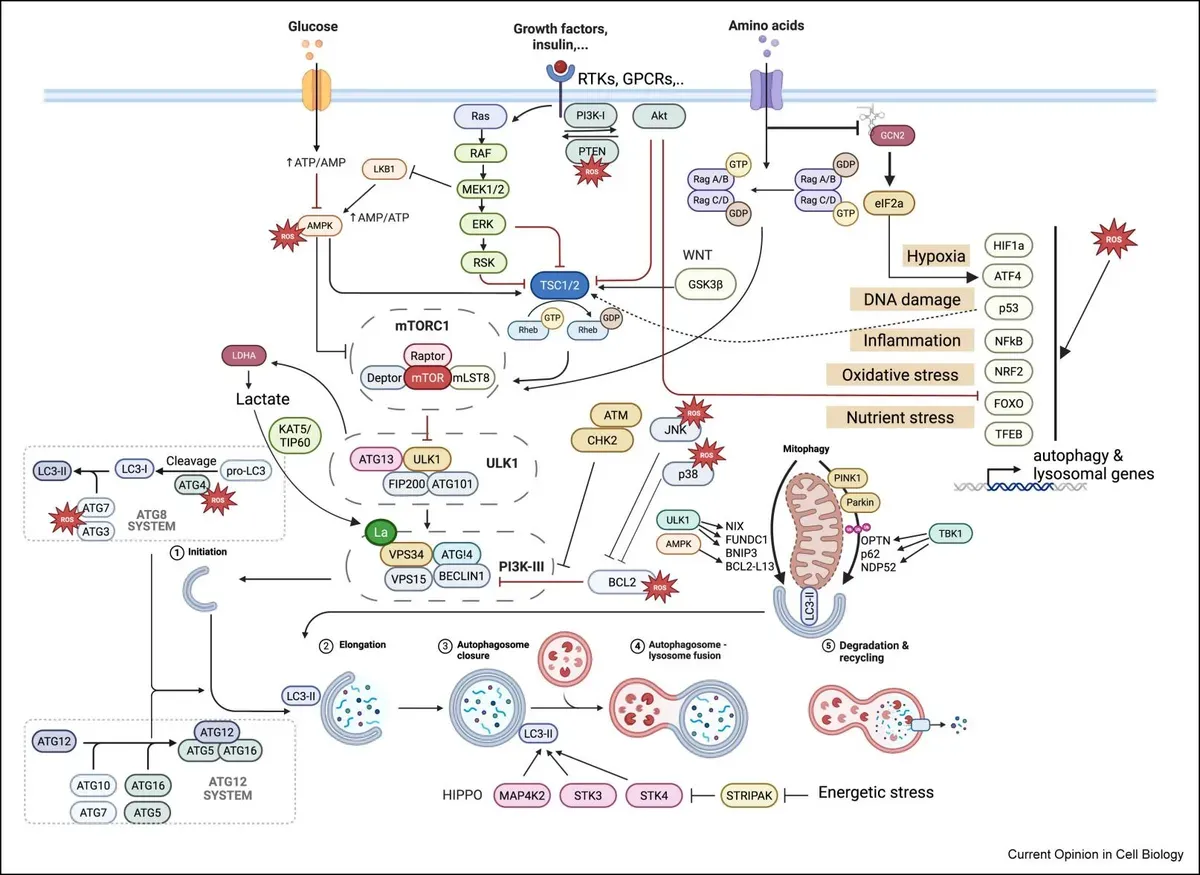 Autophagy Signaling Research Solutions-path.webp