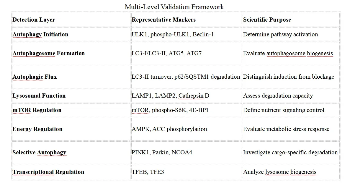Autophagy Signaling Research Solutions-reco1.webp