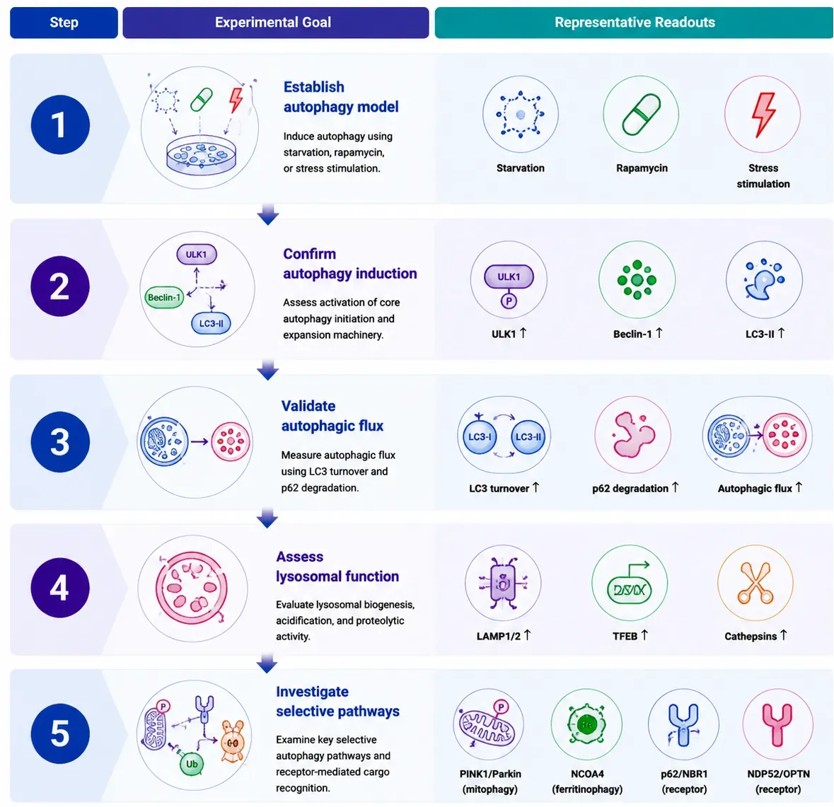 Autophagy Signaling Research Solutions-reco2.webp