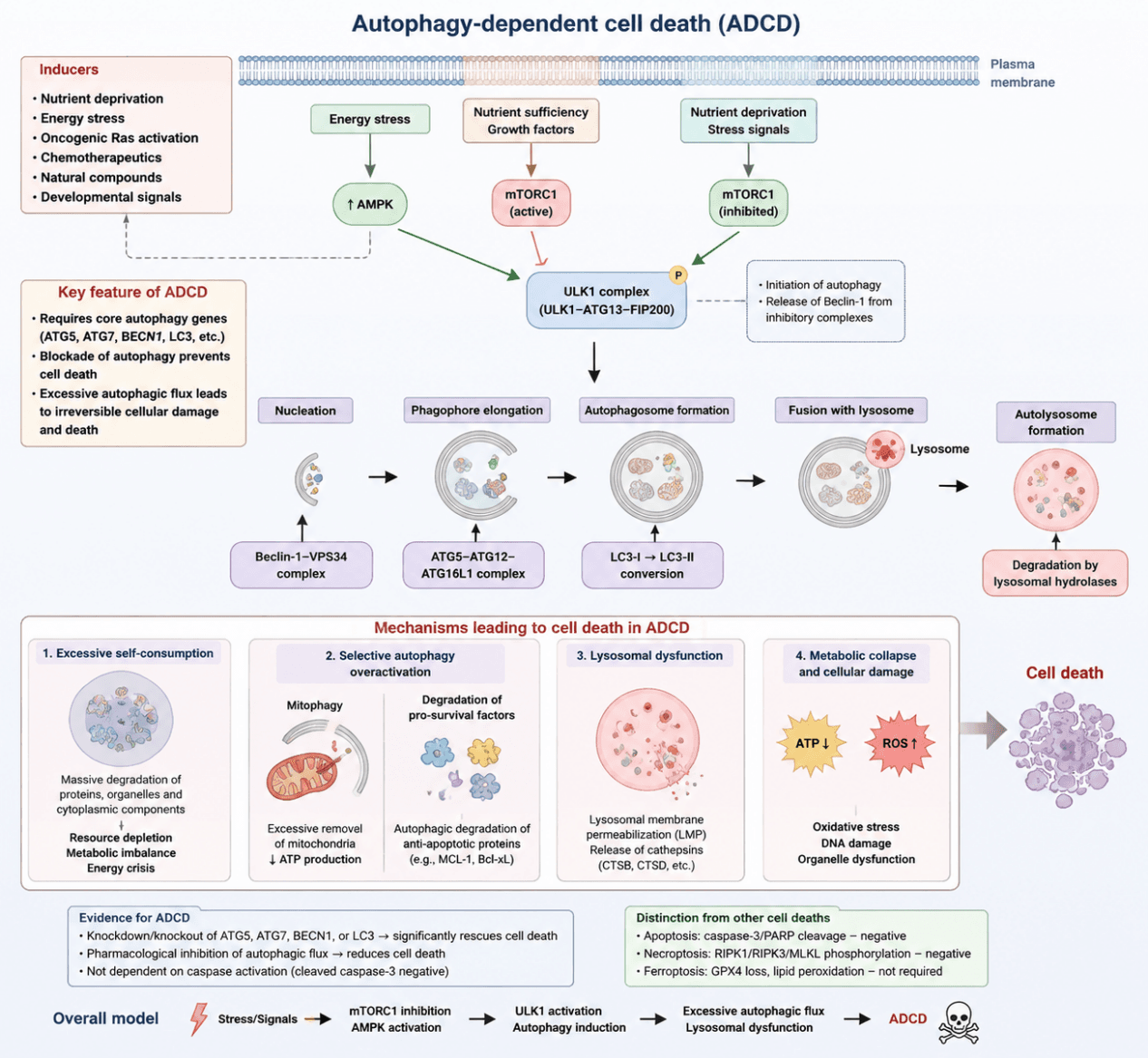 Autophagy‑dependent cell death (ADCD)