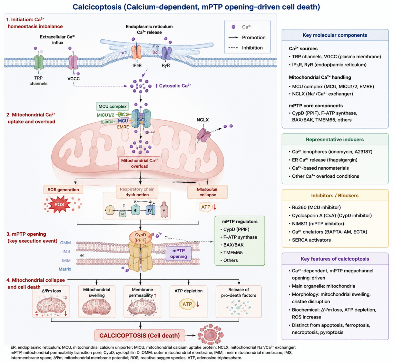Calcicoptosis Mechanism Diagram