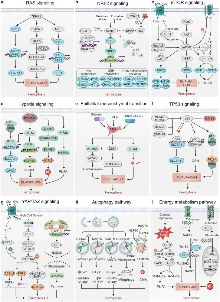 Cancer-related pathways in ferroptosis..webp