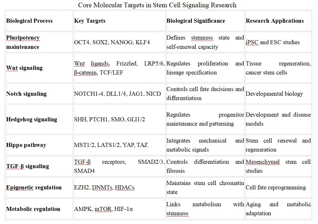 Core Molecular Targets in Stem Cell Signaling Research.webp