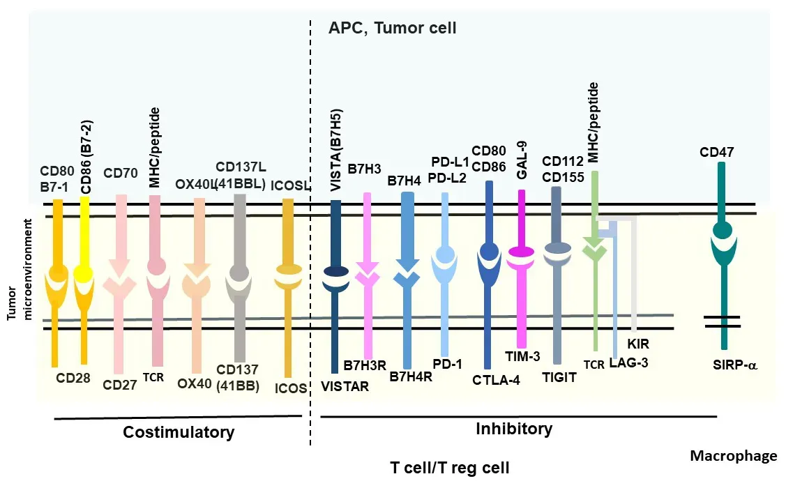 Costimulatory and inhibitory checkpoint pathways..webp