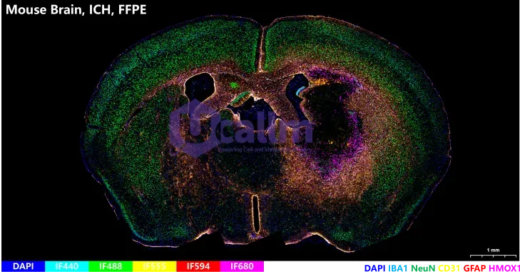 FFPE of Mouse Tissue1