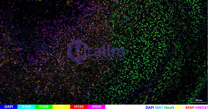 FFPE of Mouse Tissue2