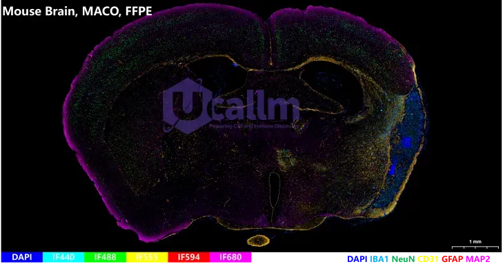 FFPE of Mouse Tissue3