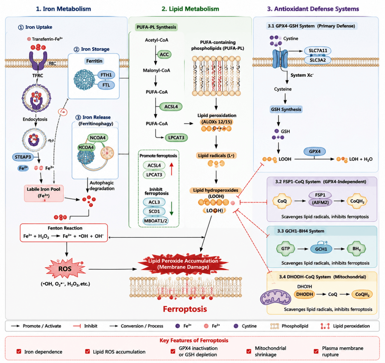 Ferroptosis Mechanism Diagram