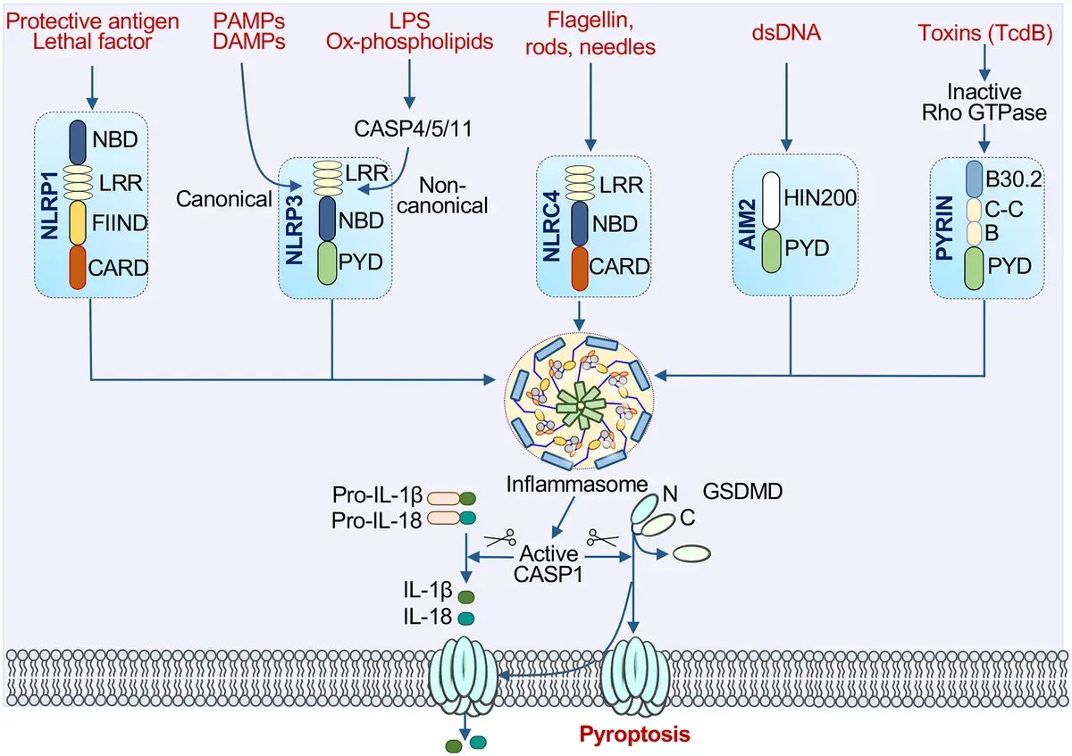 Inflammasome Signaling Research Solutions-path.webp