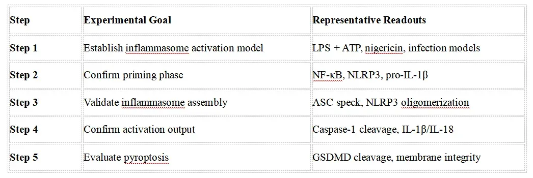 Inflammasome Signaling Research Solutions-recom2.webp