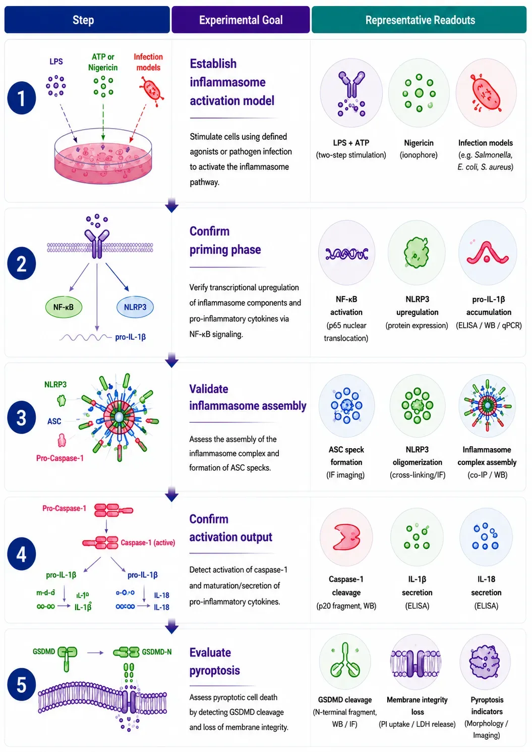 Inflammasome Signaling Research Solutions-recom3.webp