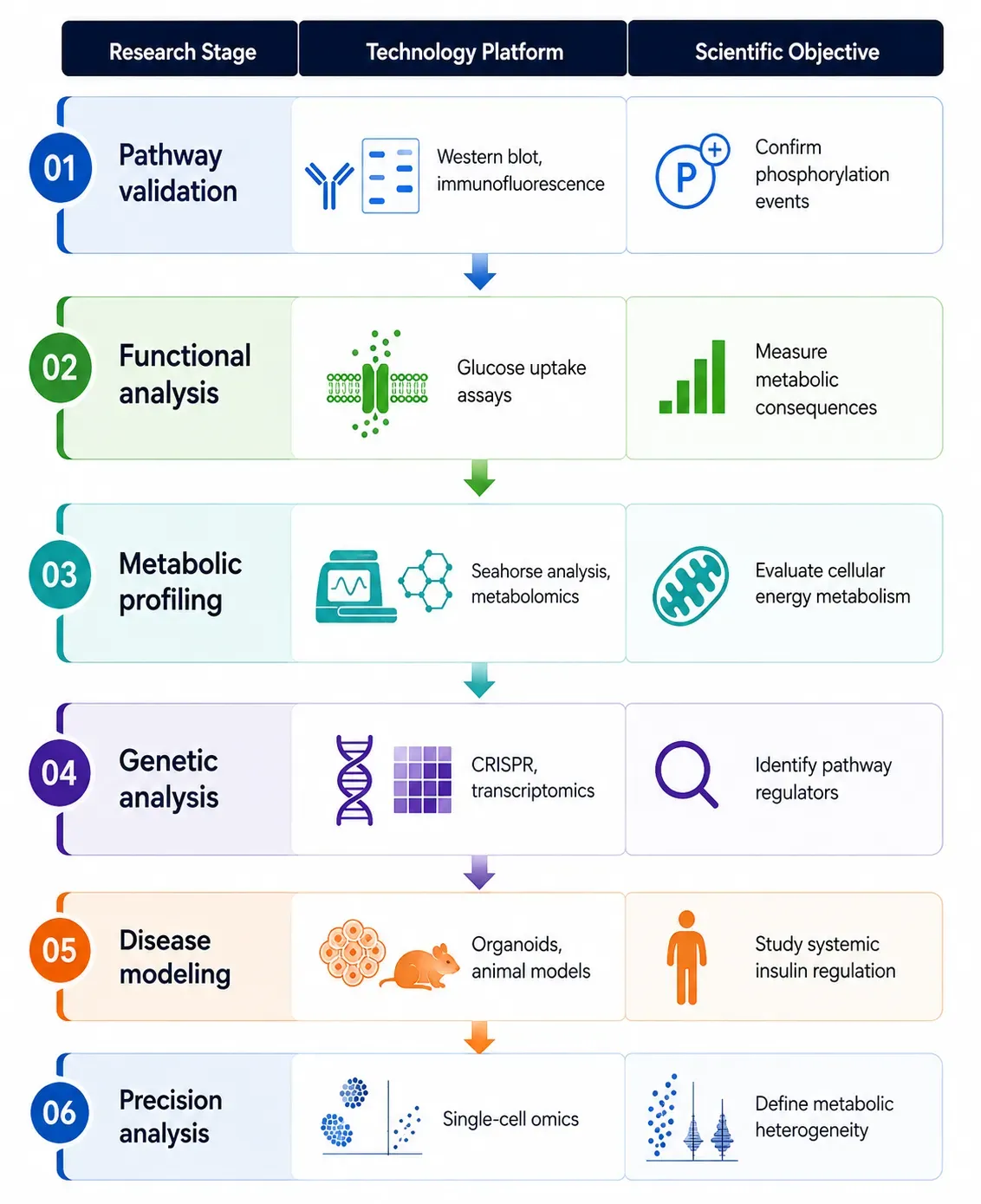Insulin Signaling Research Solutions-compe.webp