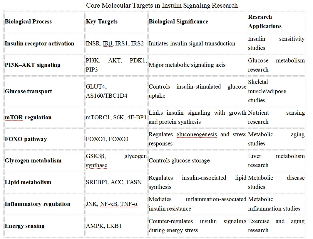 Insulin Signaling Research Solutions-key.webp