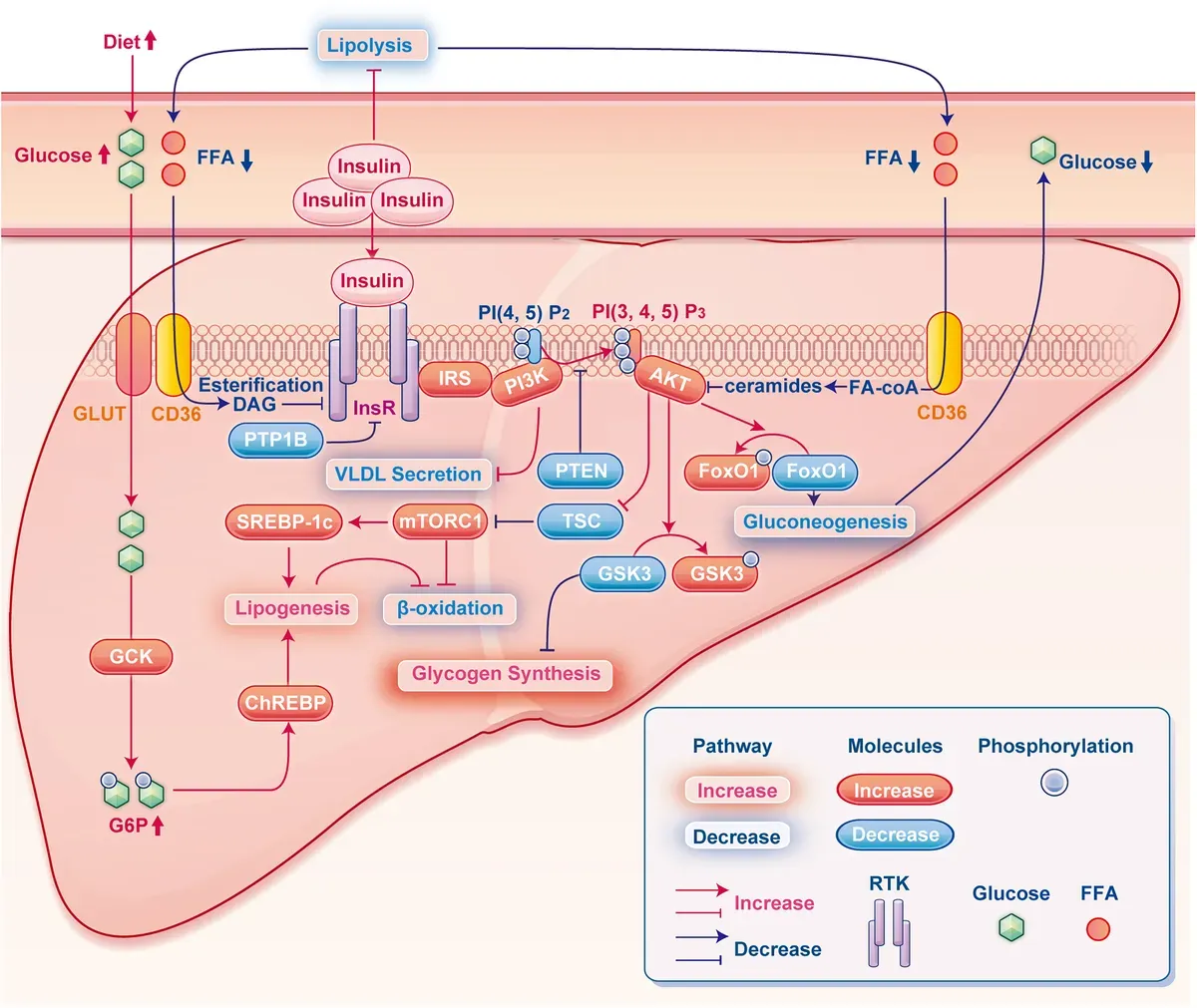 Insulin Signaling Research Solutions-path.webp