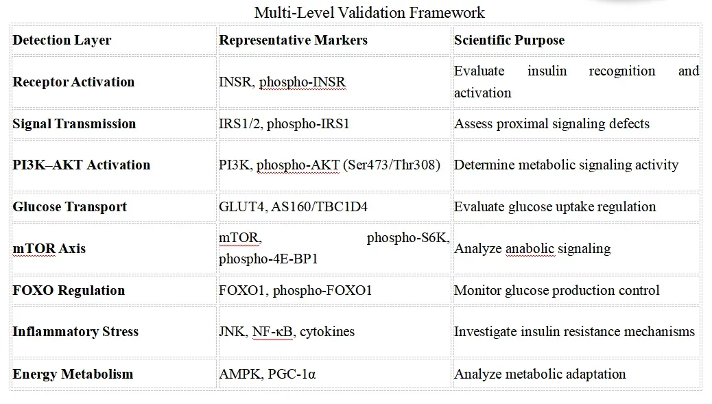 Insulin Signaling Research Solutions-reco1.webp
