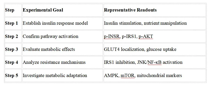 Insulin Signaling Research Solutions-reco2.webp