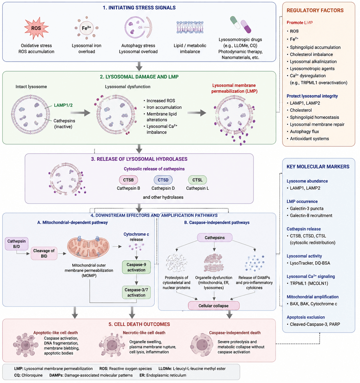 Lysosome‑dependent cell death pathway schematic