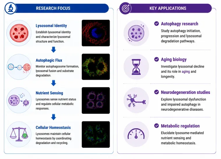 Mitochondria research focus and key applications