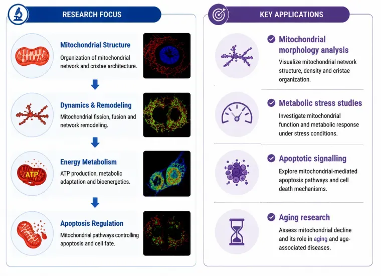 Mapping Organelle Identity and Function workflow