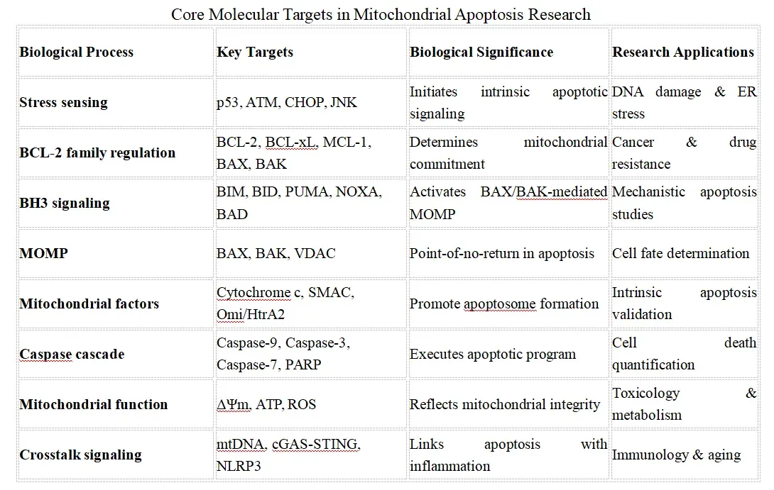 Mitochondrial Apoptosis Research Solutions-key.webp