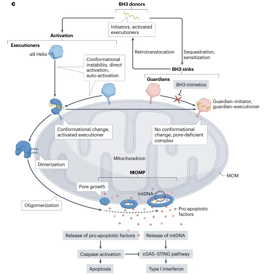 Mitochondrial Apoptosis Research Solutions-path.webp