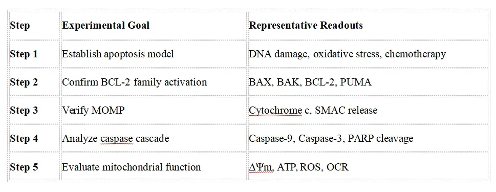 Mitochondrial Apoptosis Research Solutions-reco2.webp