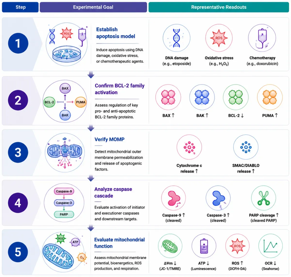 Mitochondrial Apoptosis Research Solutions-reco3.webp