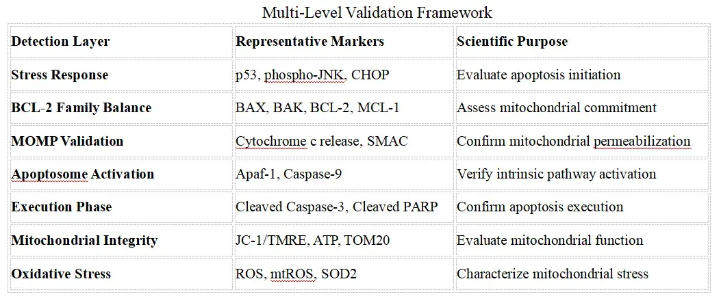 Mitochondrial Apoptosis Research Solutions-reco.webp