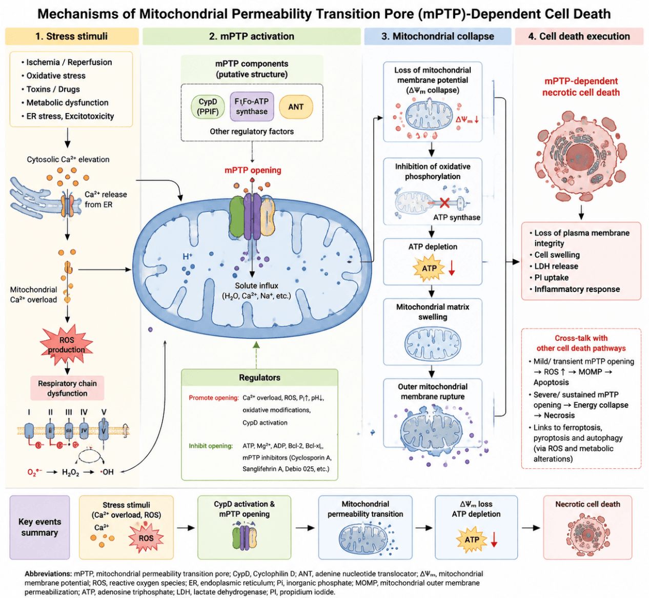 Mitochondrial permeability transition (mPT)-mediated cell death pathway schematic