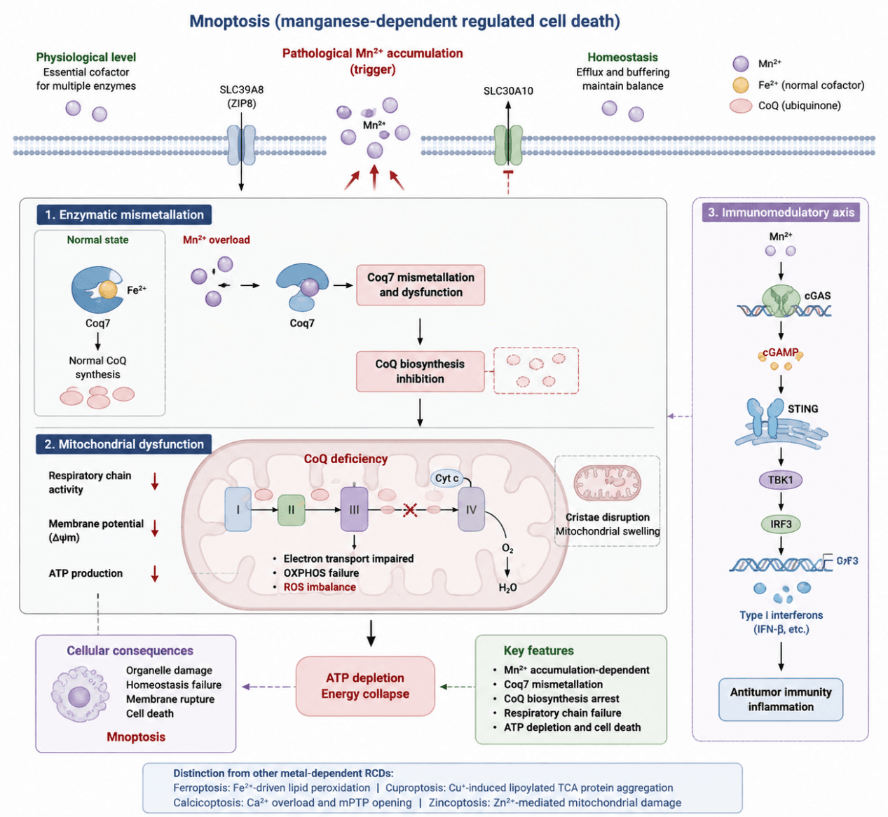 Mnoptosis Mechanism Diagram