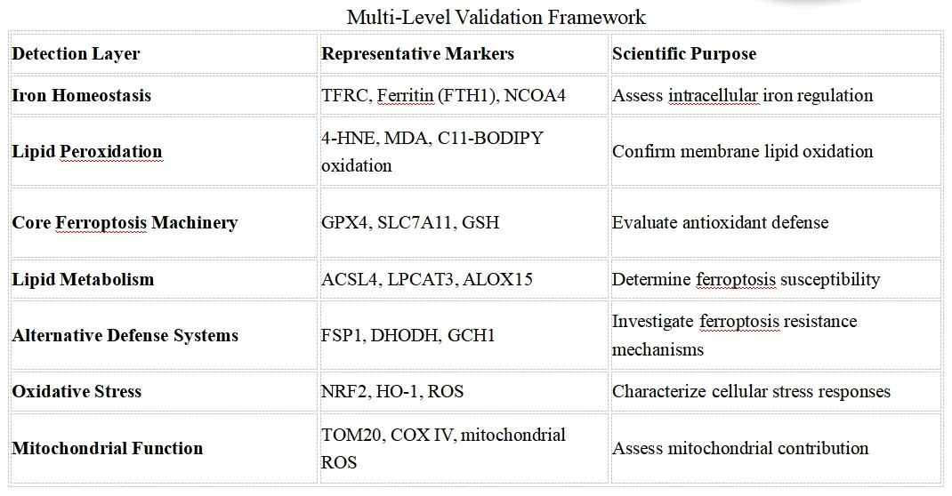 Multi-Level Validation Framework.webp